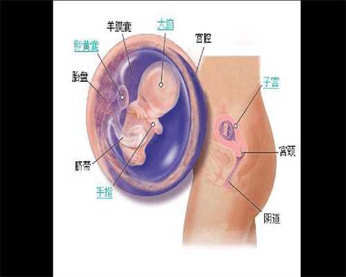 无排卵可以怀孕吗_二代染色体异常_胎芽:国内三代试管婴儿龙凤胎，热乎乎的胎