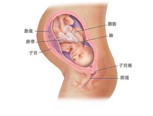 杭州自己去做试管代孕 杭州生育津贴2022恢复是什么时候？ ‘五个月女宝宝在肚